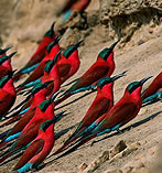 Image supplied by Busch Camps, Luangwa